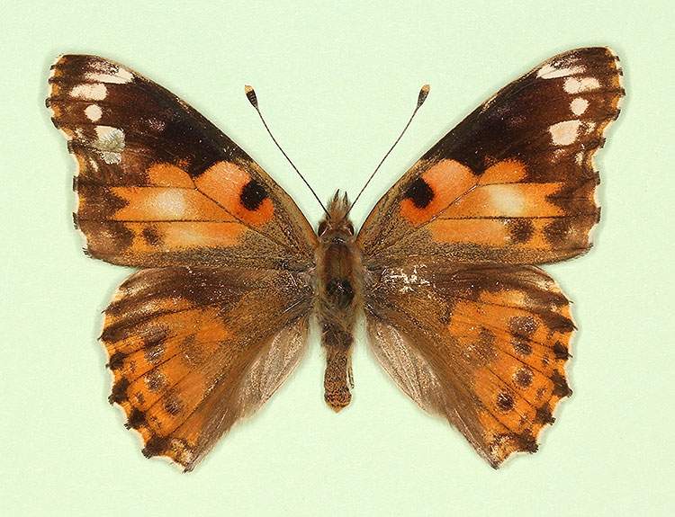 Vanessa cardui male (aberrant form cold shock 1) (Internet Image property of respective owner, non-commercial use only)